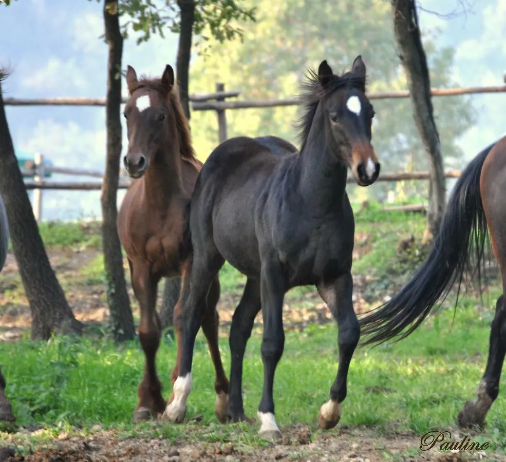 Pietra Cavalla - Ranch & Resort Polpenazze del Garda
