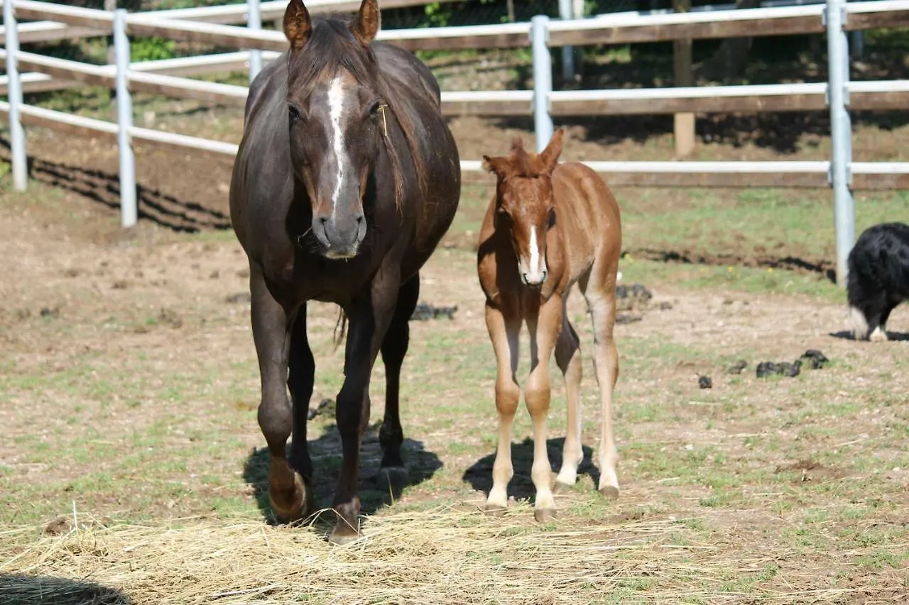 Pietra Cavalla - Ranch & Resort Polpenazze del Garda Farm stay